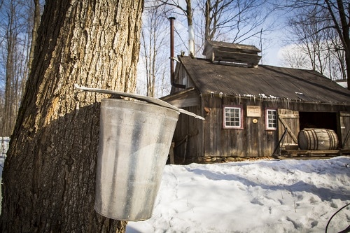 stage au Québec Cabane à sucre en hiver