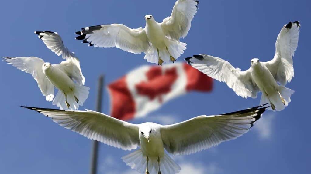 Cinq solutions concr&egrave;tes pour trouver un stage au Canada
