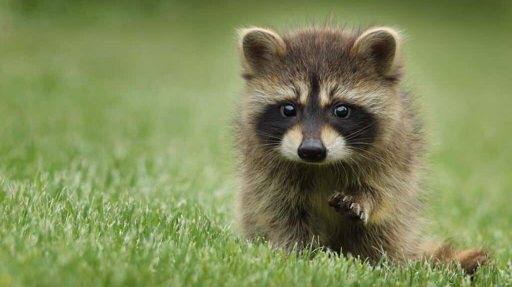 Quels sont les animaux que tu pourras observer au Canada ?